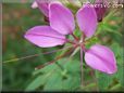  cleome flowers pictures