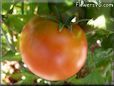 orange tomato