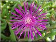 purple ice plant flower