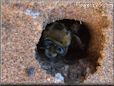 mining digger bee