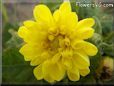yellow dahlia flower