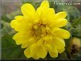 yellow dahlia flower