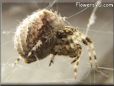  horned orb spider