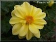 yellow dahlia  flower