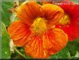 red orange nasturtium pictures