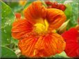 red orange nasturtium flower