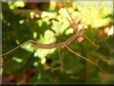 pink walkingstick