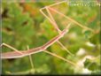 pink walkingstick