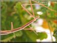 pink walkingstick