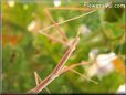 pink walkingstick