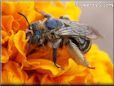 brown mining ground bee