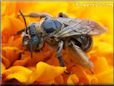brown mining ground bee