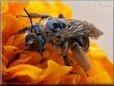 brown mining ground bee