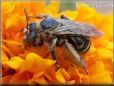 brown mining ground bee