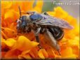 brown mining ground bee