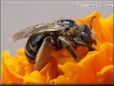 brown mining ground bee