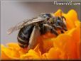 brown mining ground bee