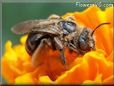 brown mining ground bee