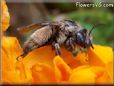 brown mining ground bee