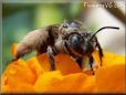 brown mining ground bee