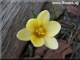 white yellow crocus flower