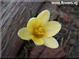 white yellow crocus flower