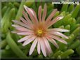 pink iceplant  pictures