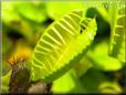 carnivorous plant picture