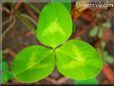 white clover pictures