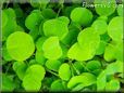 yellow clover pictures