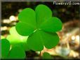 Clover plant picture