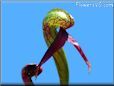 carnivorous cobra lily plant picture
