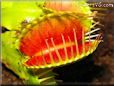 venus fly trap  carnivorous plant picture