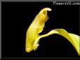 tropical pitcher plant carnivorous flower picture