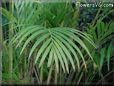 palm plant picture