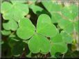 clover plant photos