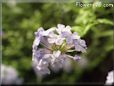 plumbago flower picture