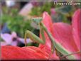 praying mantis mantid picture