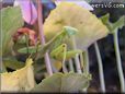 praying mantis mantid picture
