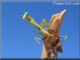 praying mantis mantid picture