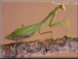 praying mantis mantid picture