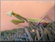 praying mantis mantid picture