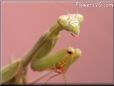 praying mantis mantid picture