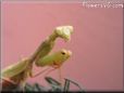 praying mantis mantid picture