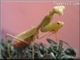praying mantis mantid picture