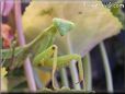 praying mantis mantid picture