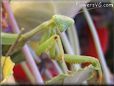 praying mantis mantid picture