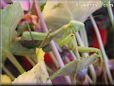 praying mantis mantid picture