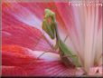 praying mantis mantid picture