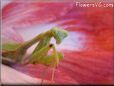 praying mantis mantid picture